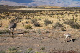 Image of Lesser Rhea