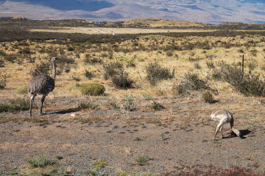 Image of Lesser Rhea