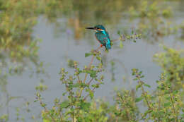 Image of Common Kingfisher