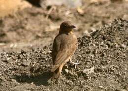 Image of Rufous-tailed Lark