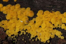 Image of Yellow fairy cup