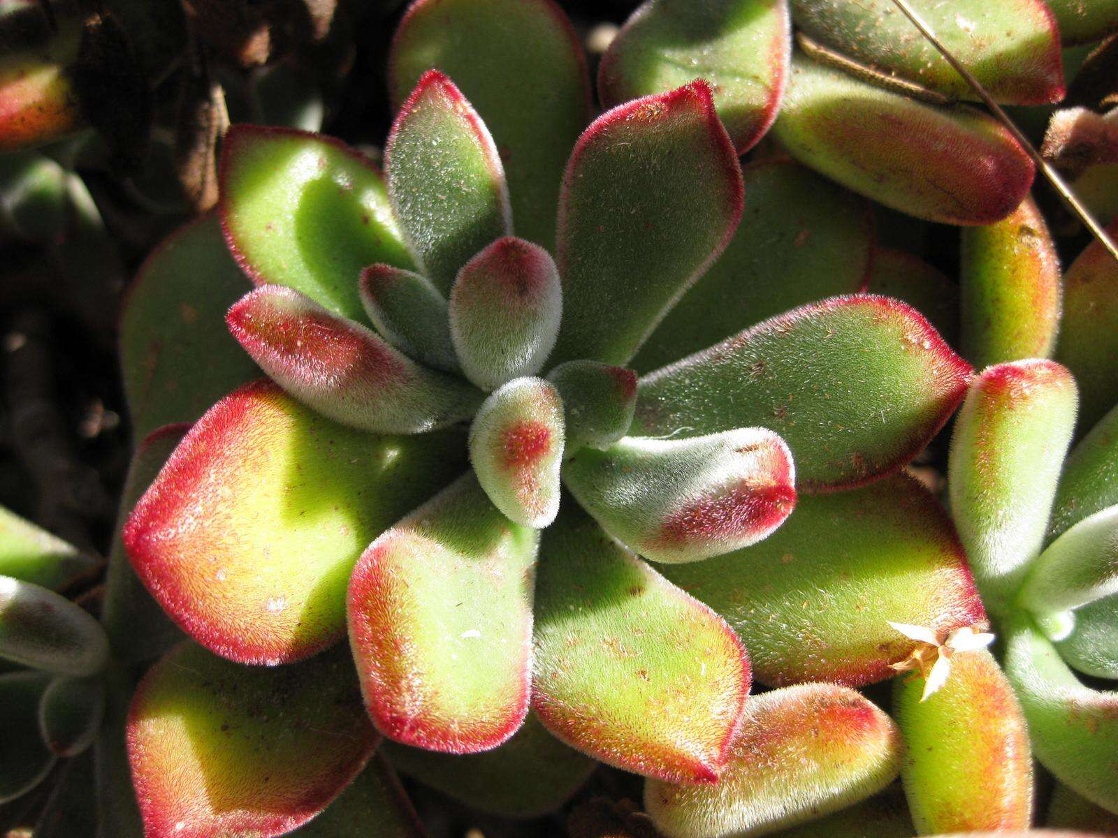 Image of Echeveria pulvinata Rose