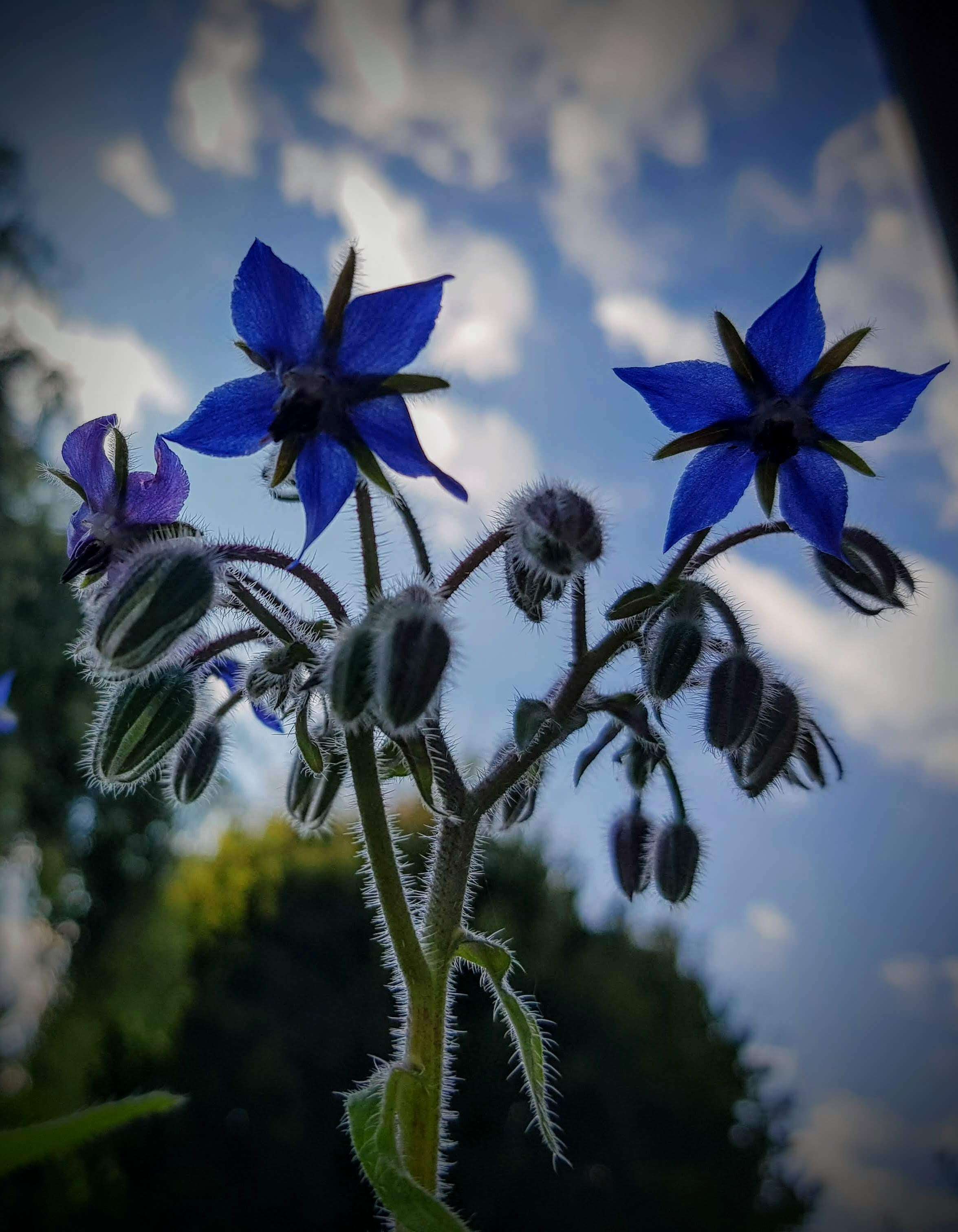 Image of borage