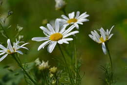 Image of corn chamomile