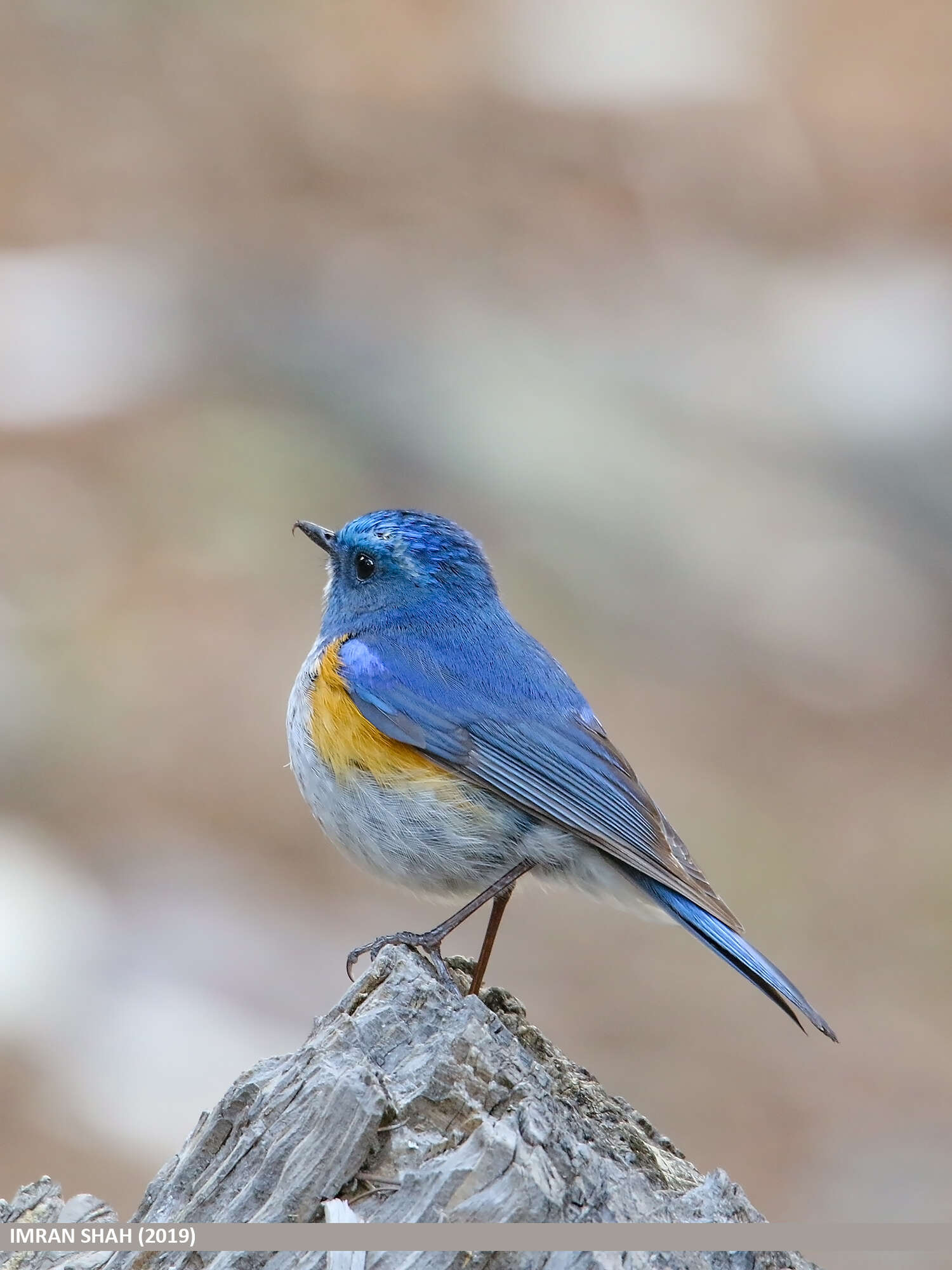 Image of Orange-flanked Bush-Robin