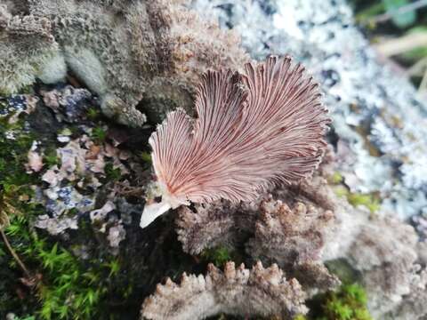 Image of Schizophyllum