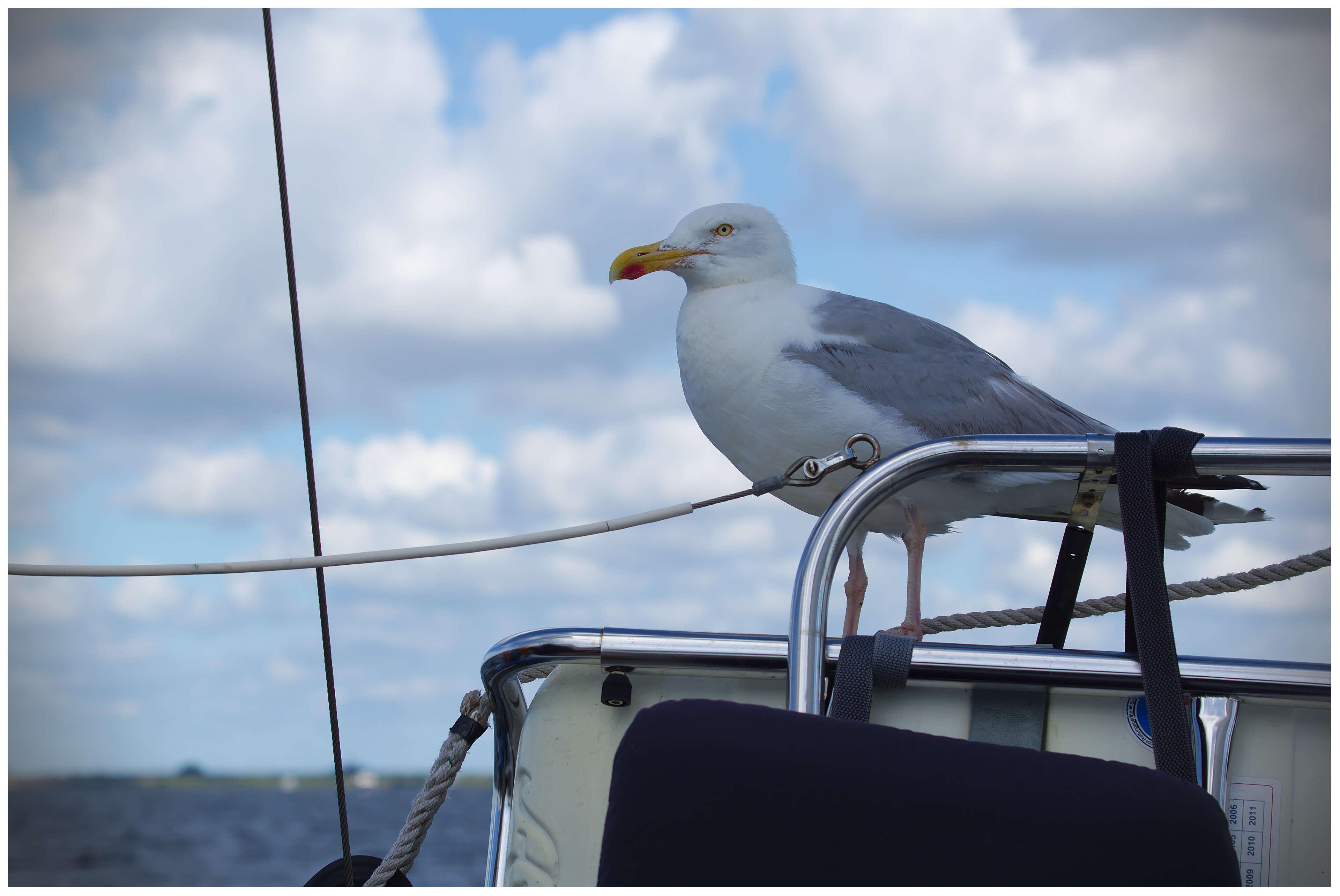 Image of European Herring Gull