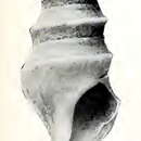 Imagem de Carinoturris polycaste (Dall 1919)