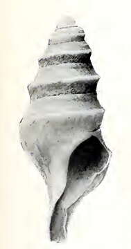 Image of Carinoturris polycaste (Dall 1919)