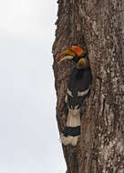 Image of Great Indian Hornbill