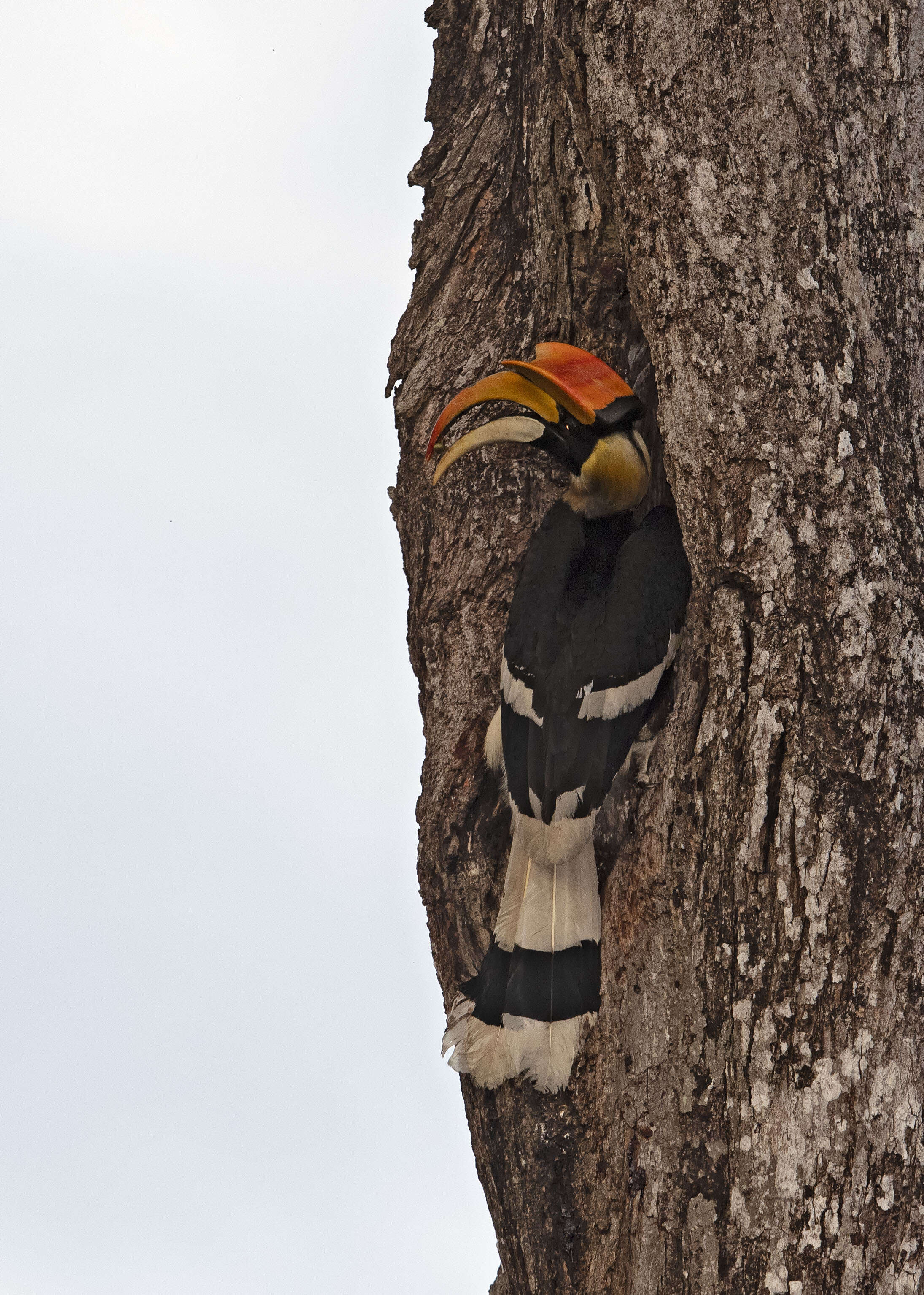 Image of Great Indian Hornbill