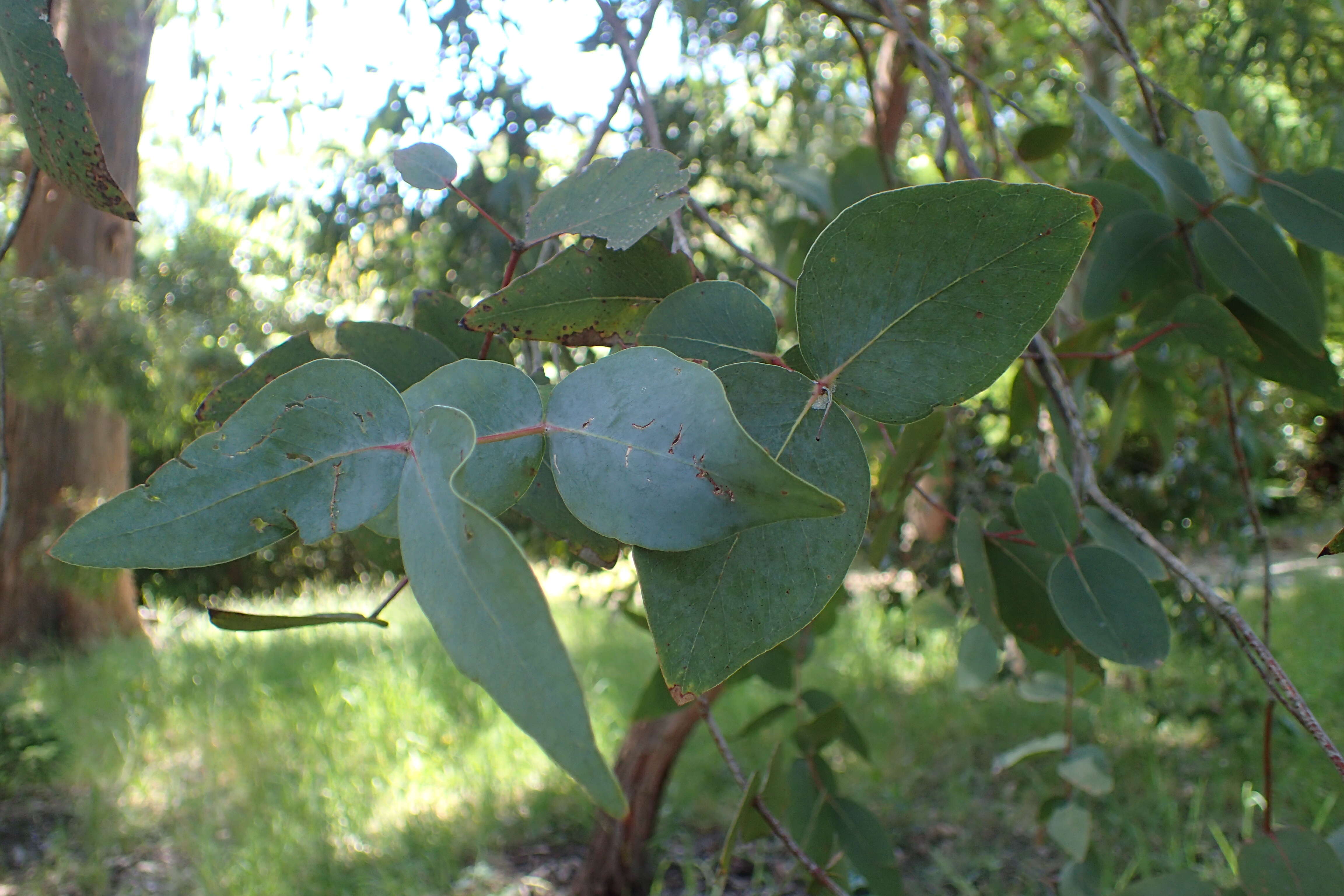 Image of Eucalyptus cephalocarpa Blakely