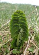 Image of common moonwort