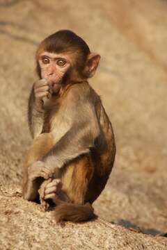 Image of Rhesus Monkey