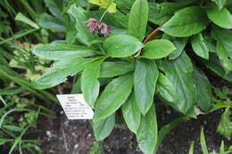 Image of Hellebore