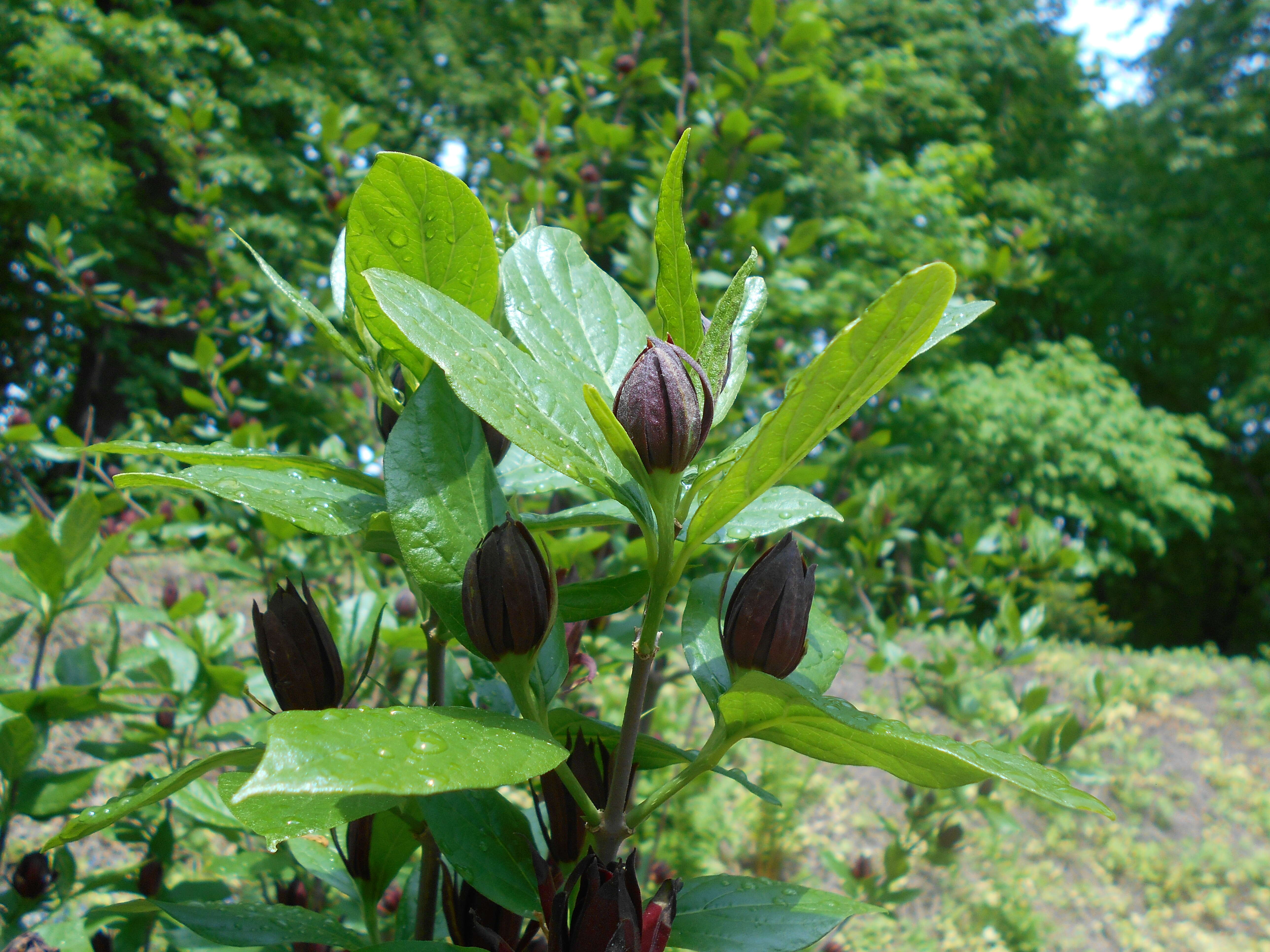 Image de Calycanthus floridus L.