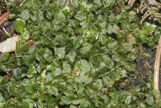 Image of toothed plagiomnium moss