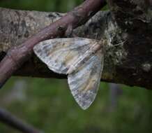 Image of common marbled carpet