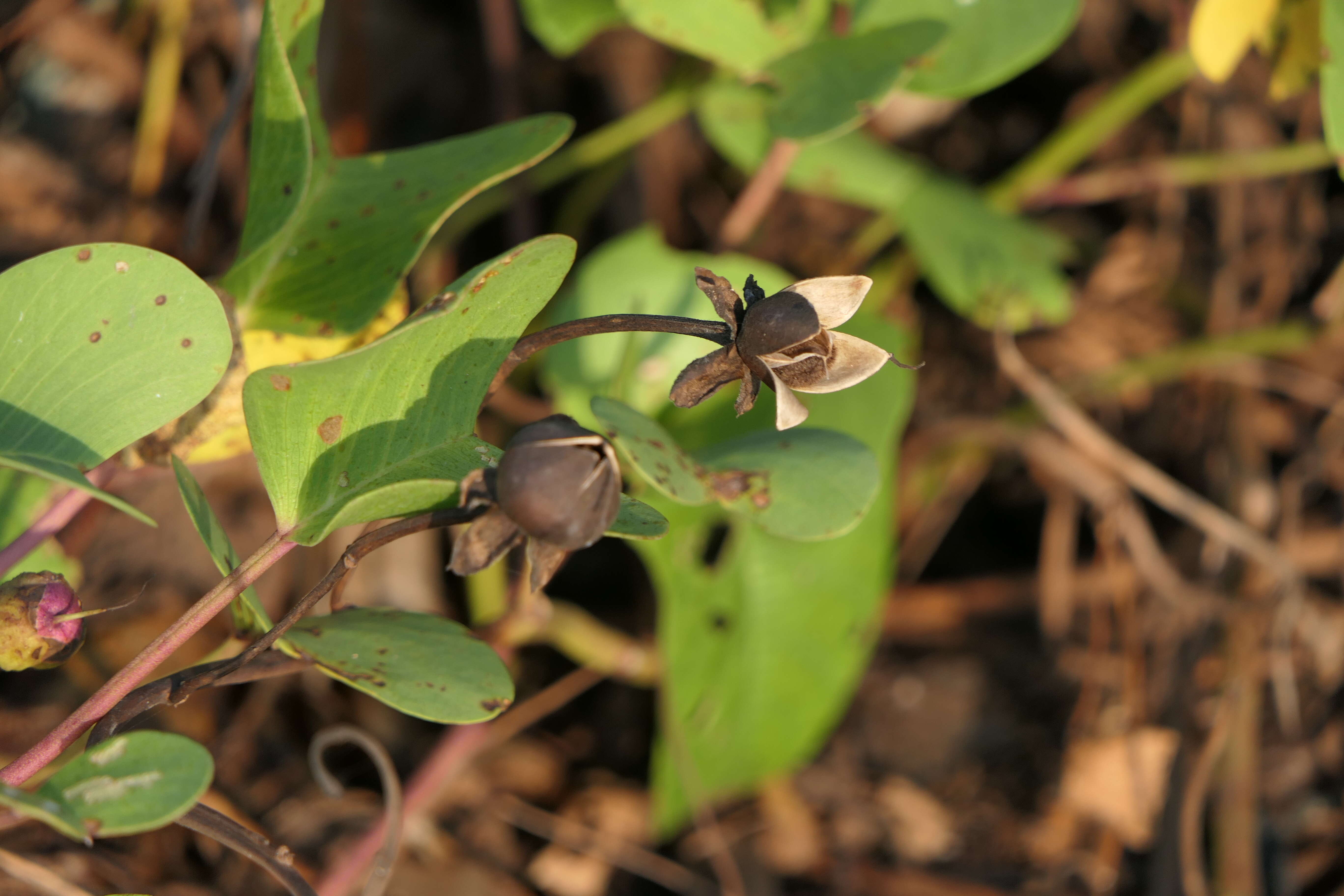 Ipomoea pes-caprae (L.) R. Brown resmi