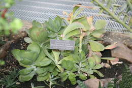 Image of Kalanchoe luciae