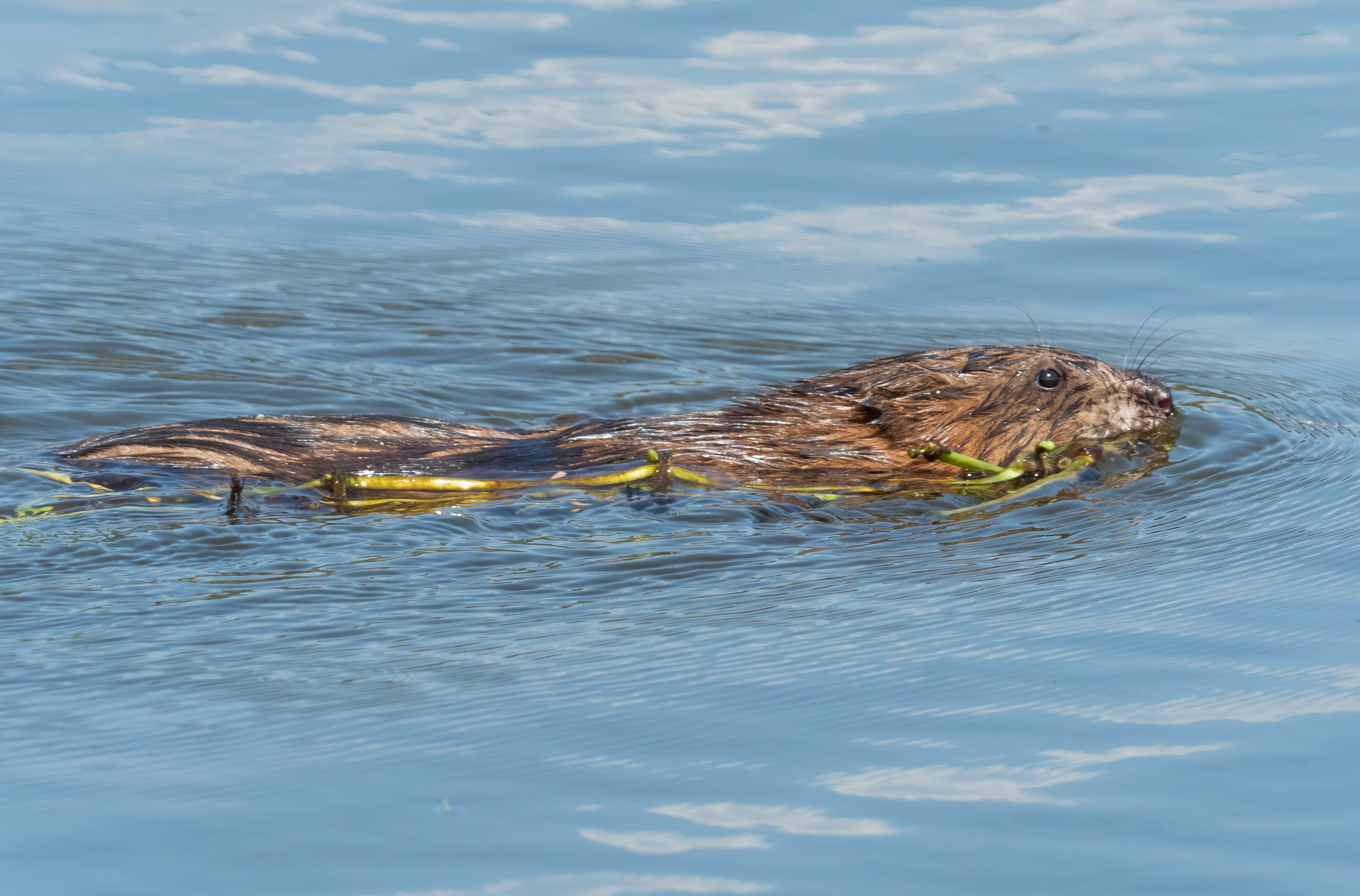 Image of muskrat