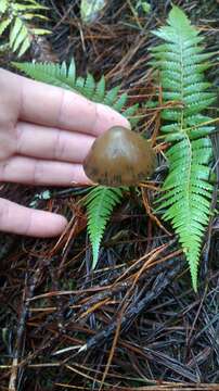 Image de Psilocybe aucklandiae Guzmán, C. C. King & Bandala 1991