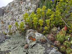 Image of bedstraw