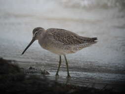 Image of Short-billed Dowitcher