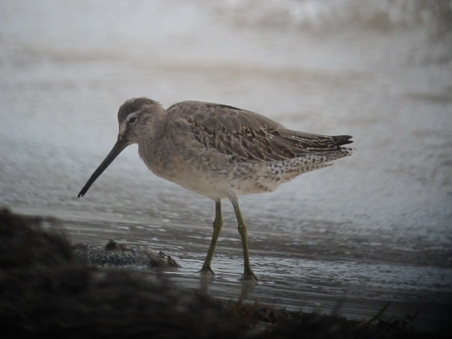 Image of Short-billed Dowitcher