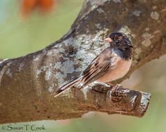 Image of juncos