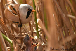 Panuridae resmi