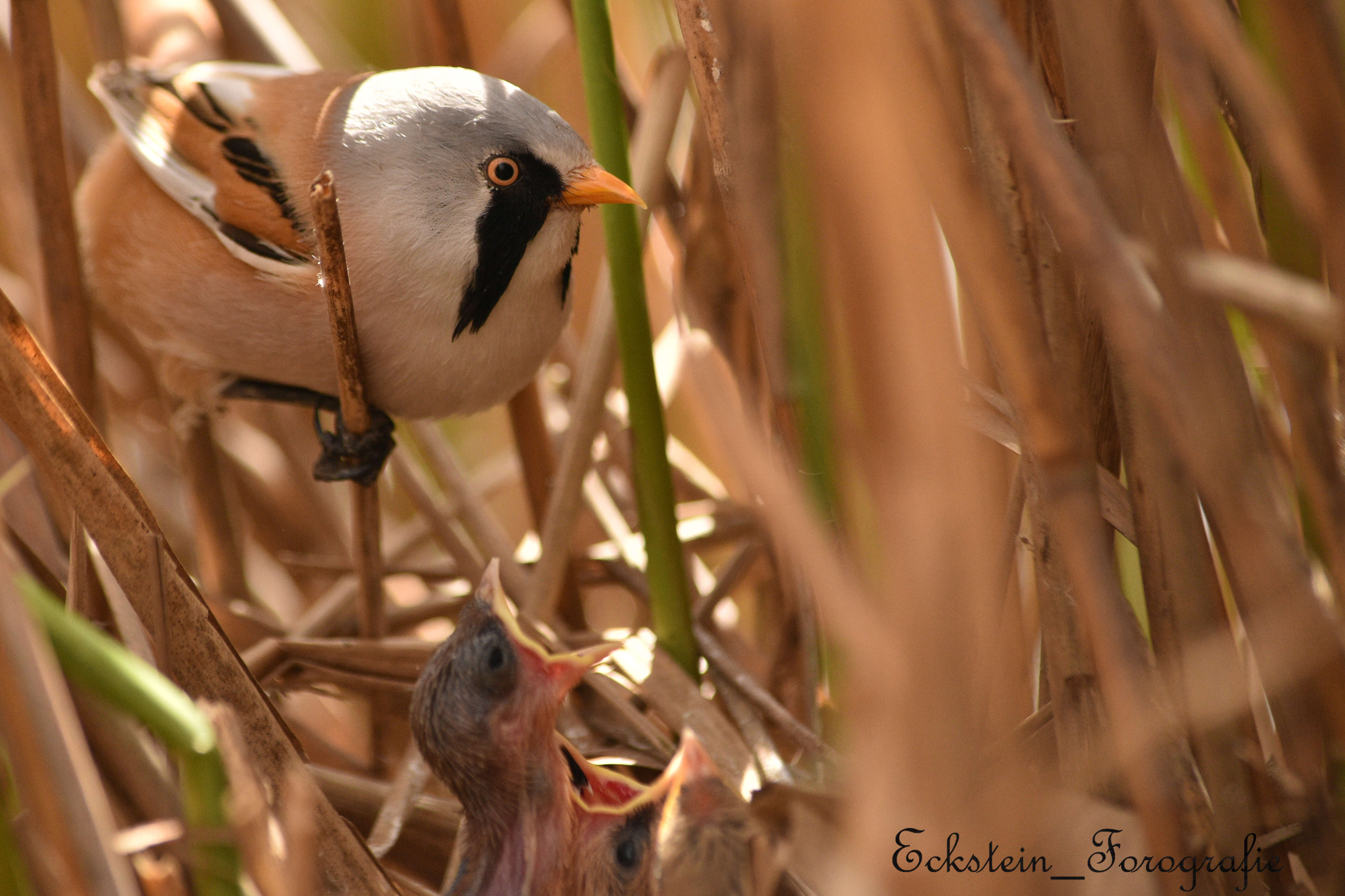 Panuridae resmi