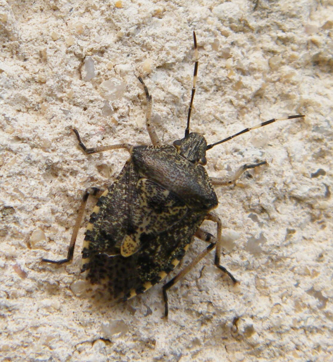 Image of Brown marmorated stink bug