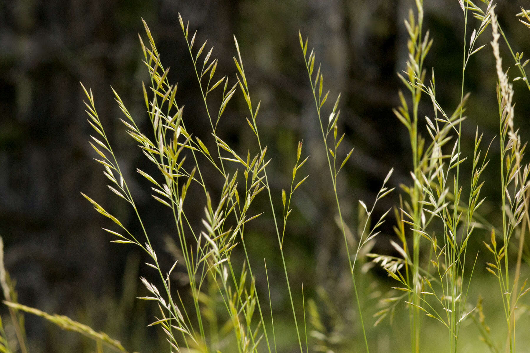 Image of Thurber's fescue