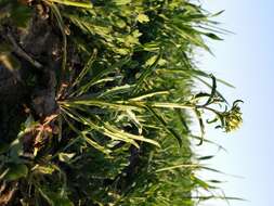 Image of bushy wallflower