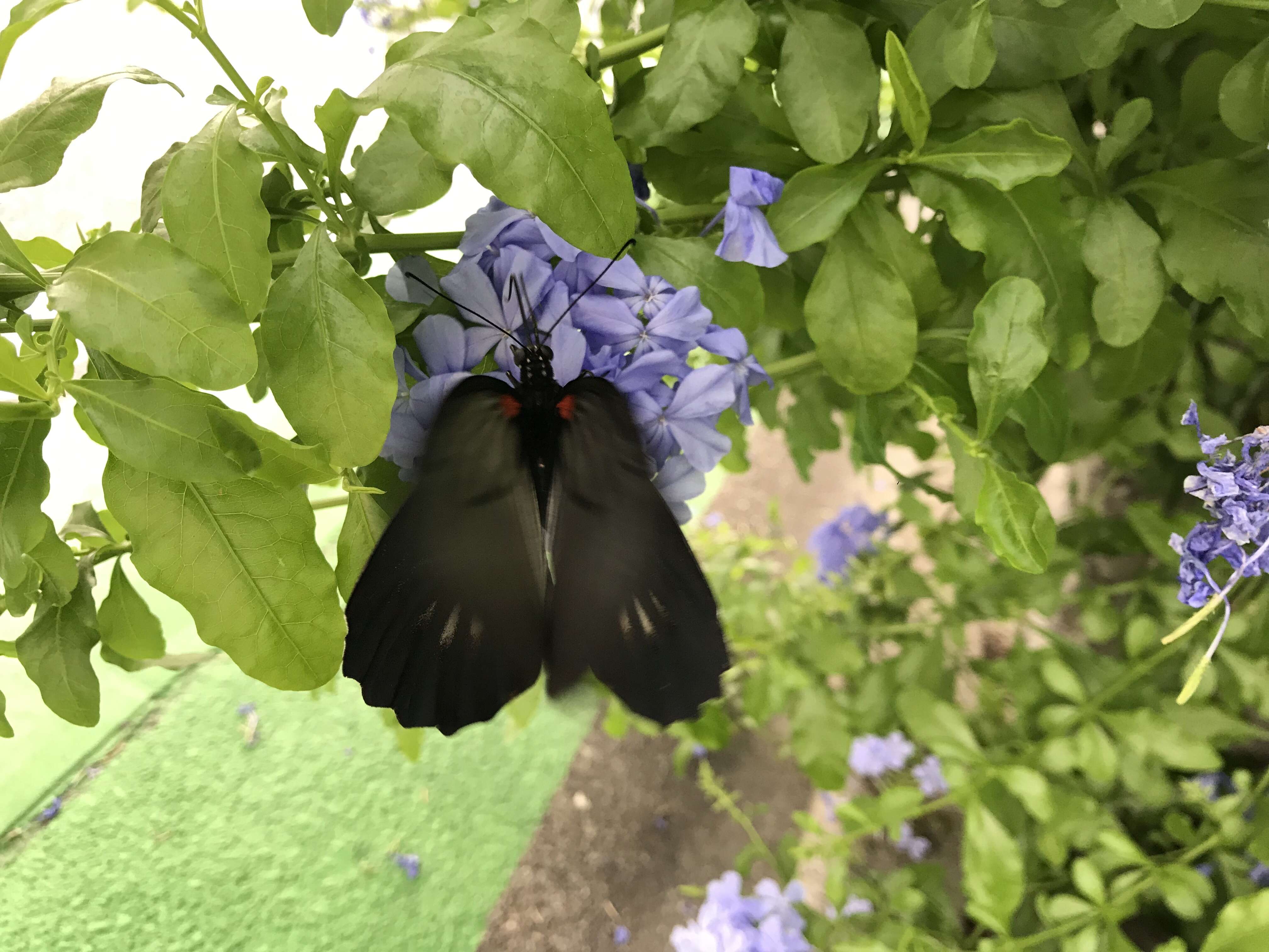 Sivun Papilio memnon Linnaeus 1758 kuva