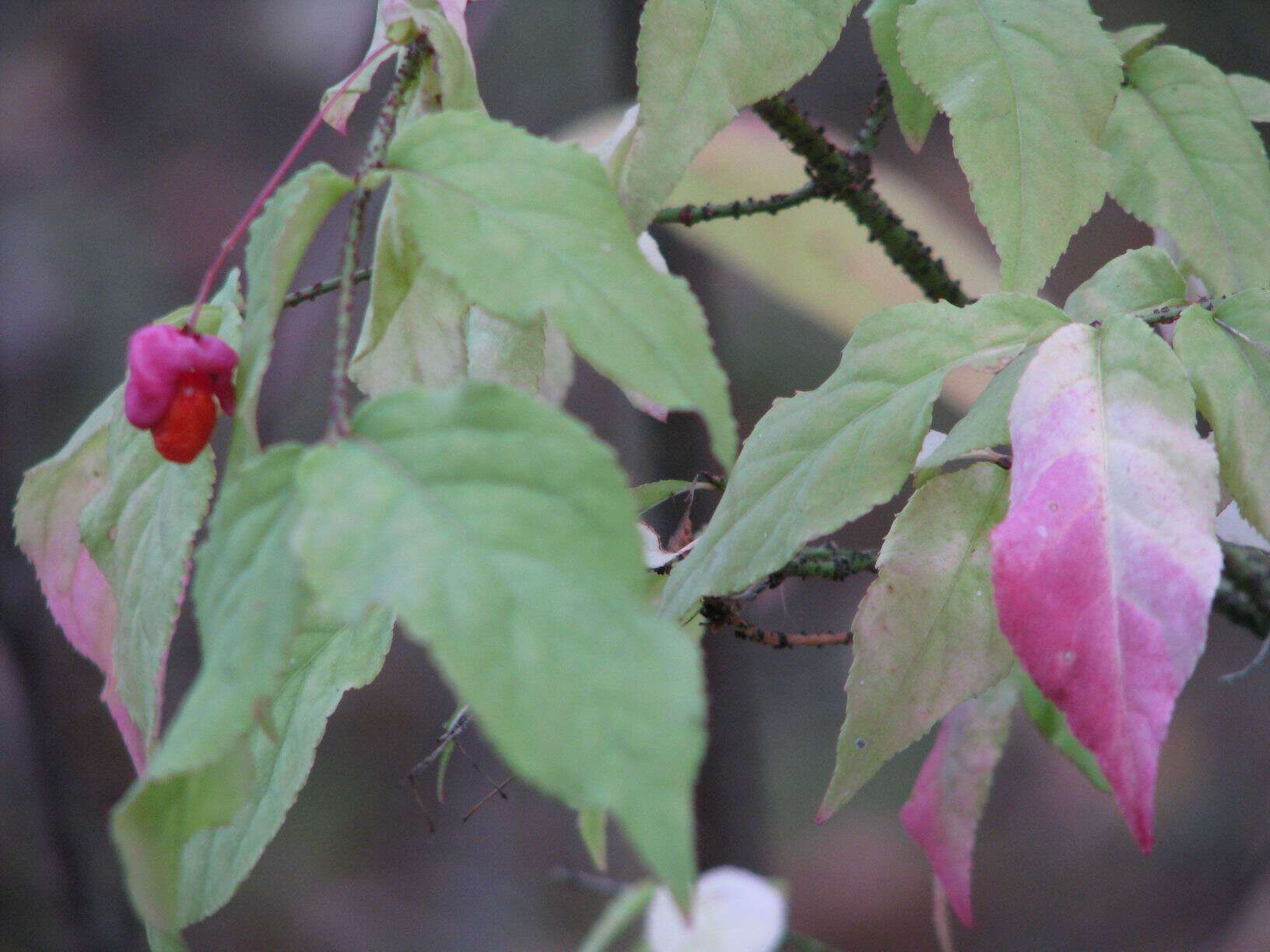 Image of Euonymus verrucosus Scop.