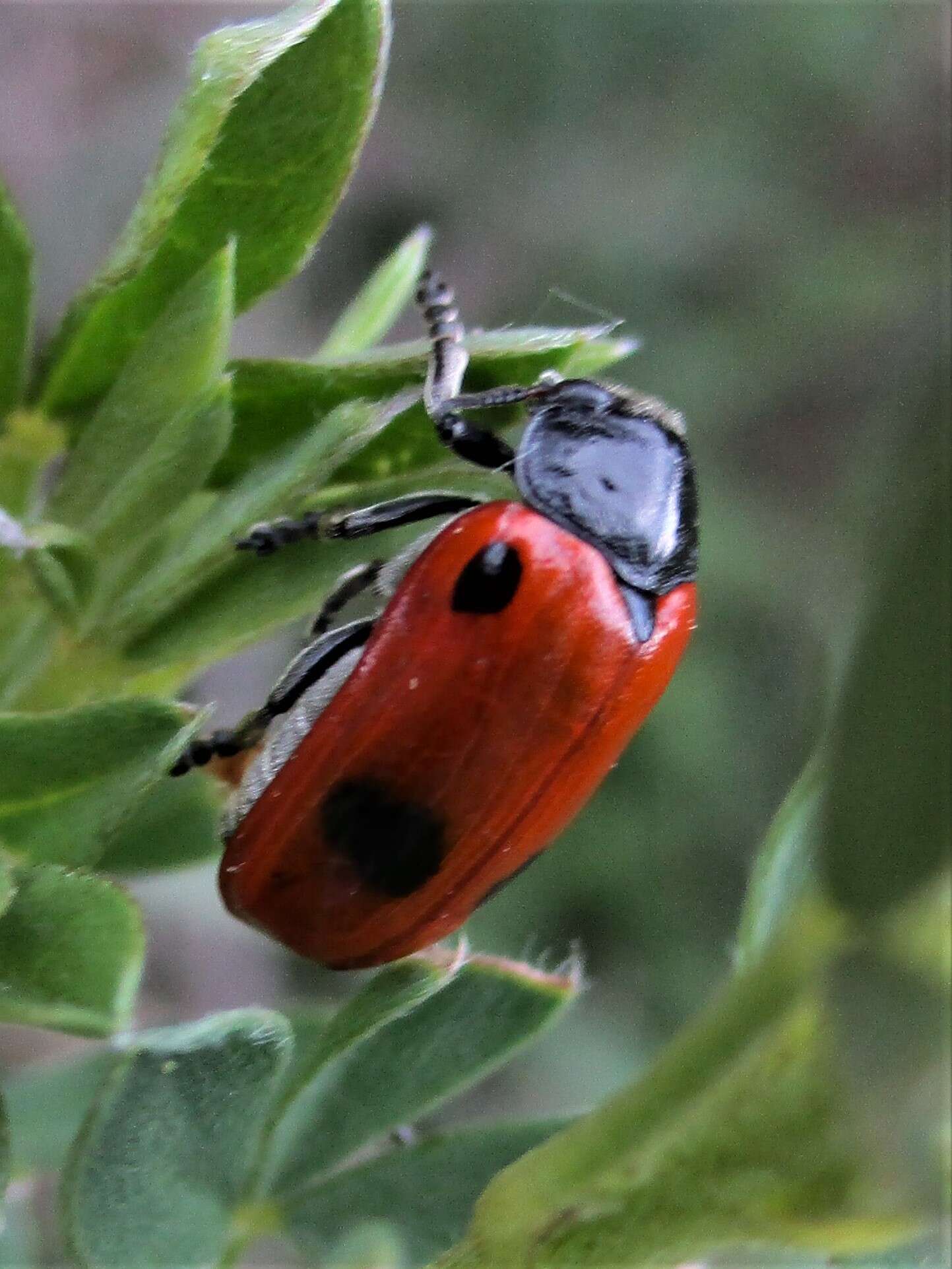 Image of Clytra laeviuscula