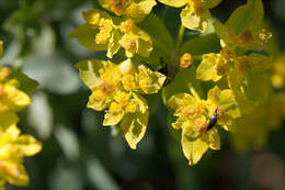 Image of cushion spurge