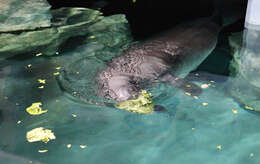 Image of manatees