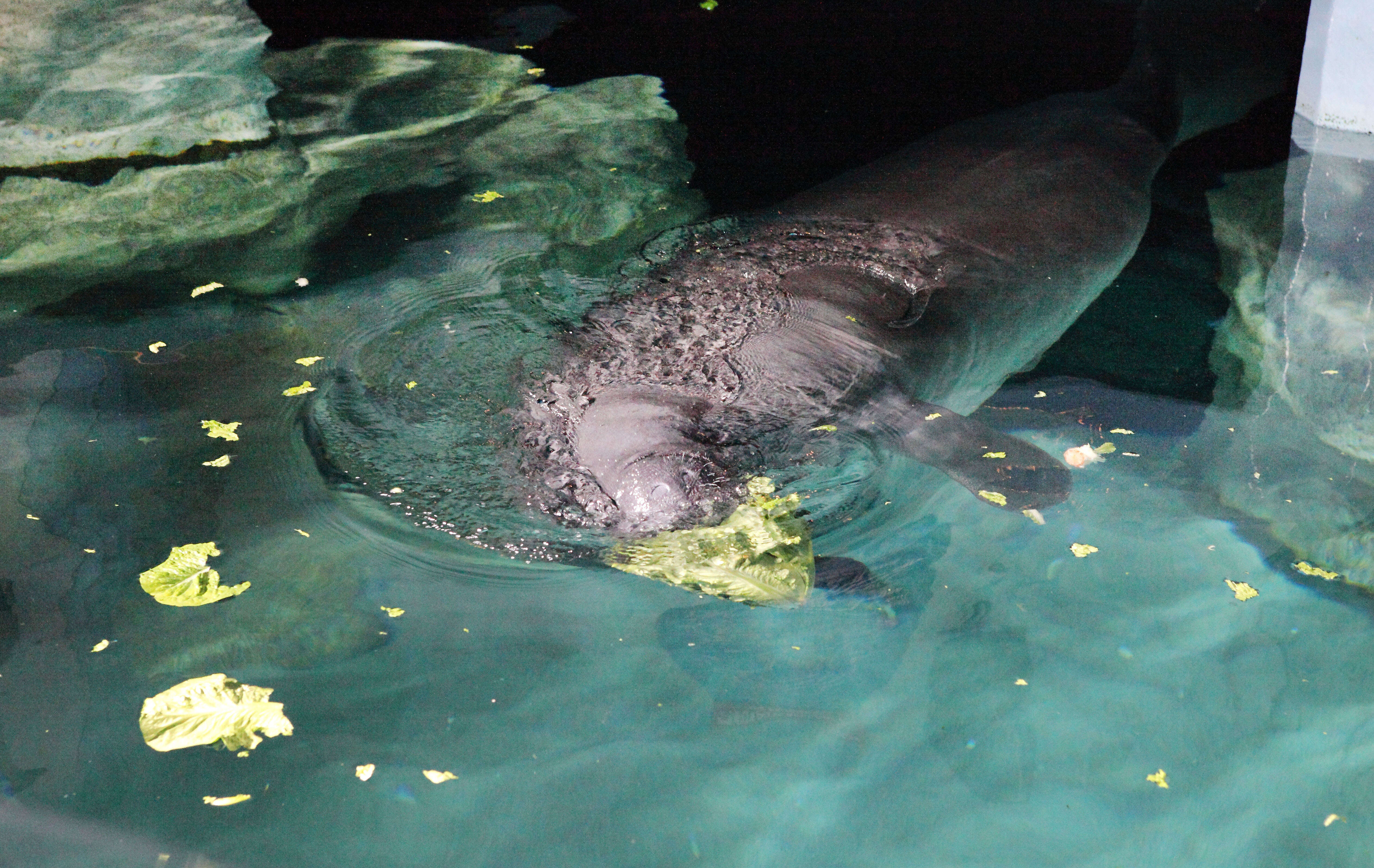 Image of manatees