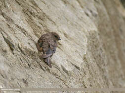 Image of Eurasian Crag Martin