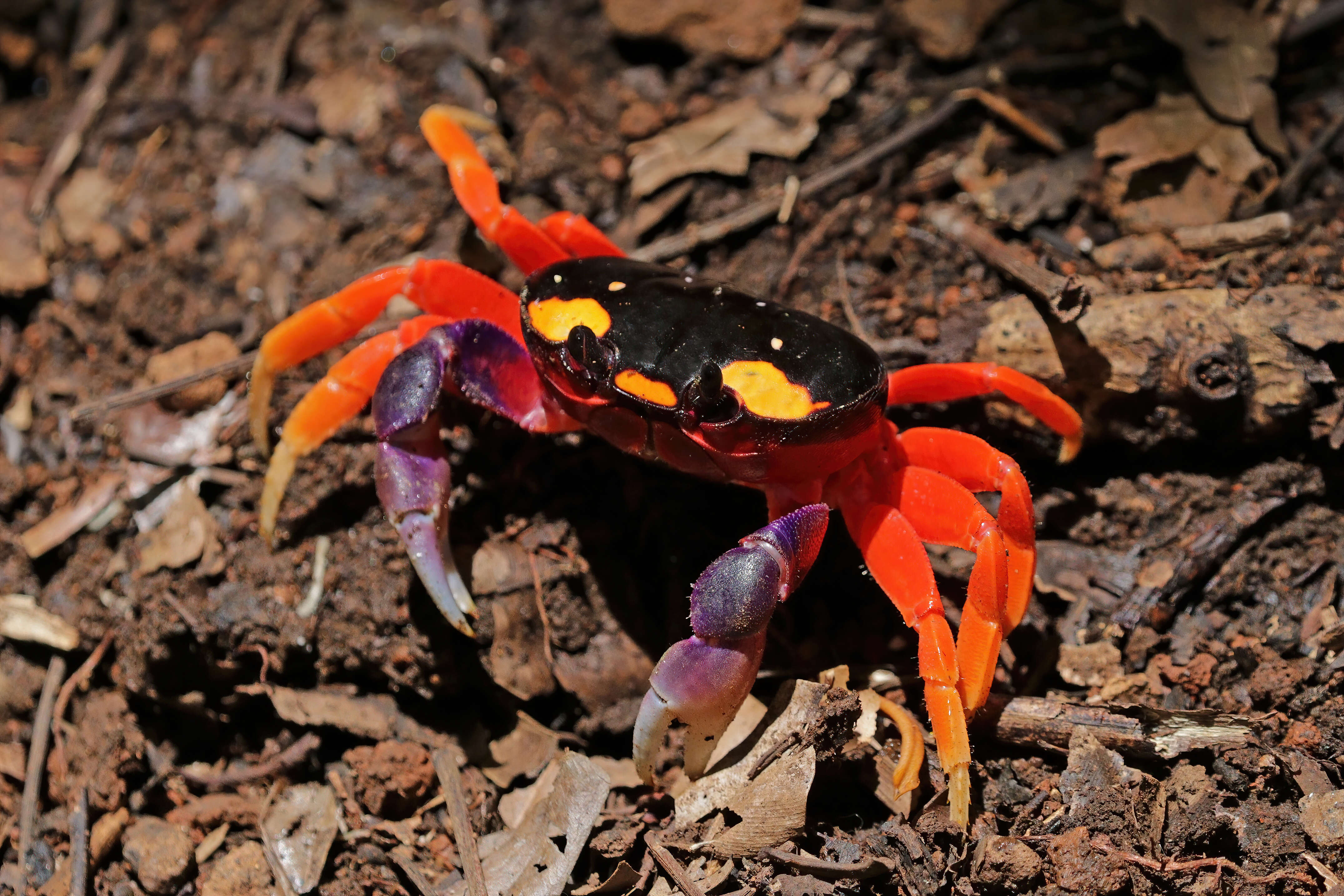 Image of Mexican Land Crab