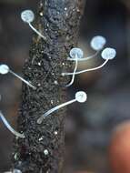 Image of Mycena tenerrima (Berk.) Quél. 1872