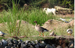 Image of Taiga Bean Goose