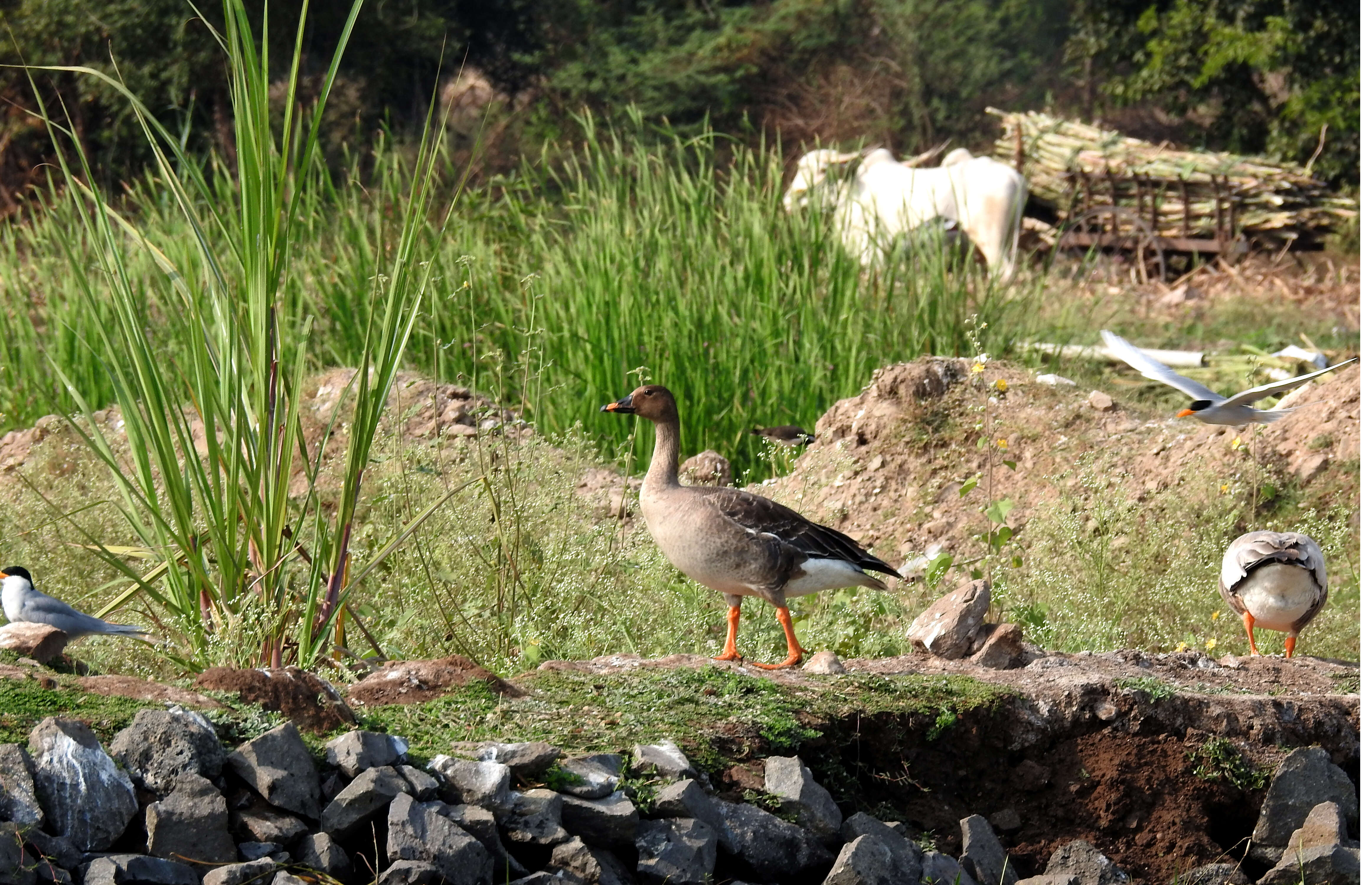 Image of Taiga Bean Goose