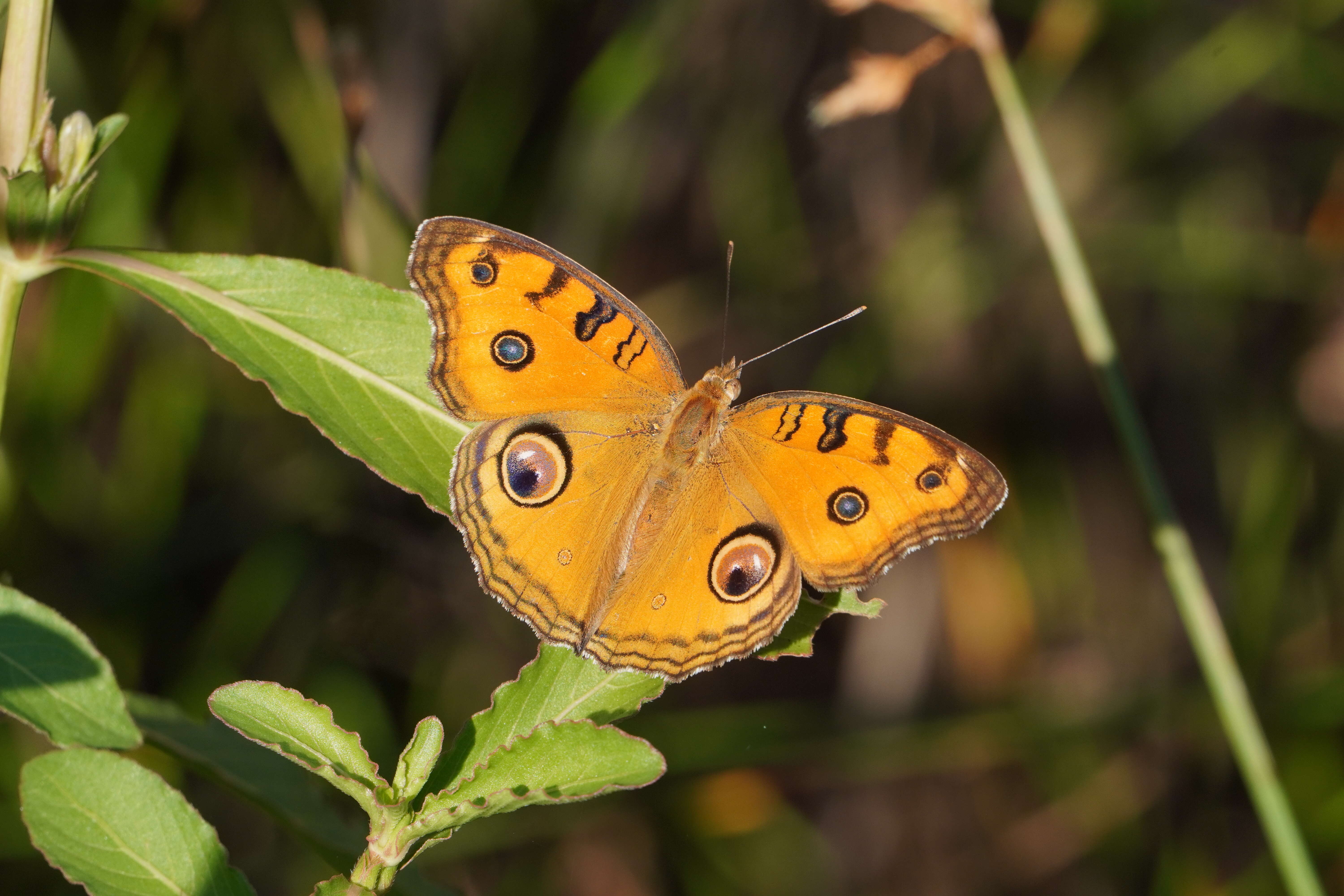 Plancia ëd Junonia almana Linnaeus 1758