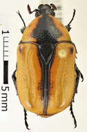 Image of Chondropyga dorsalis (Donovan 1805)