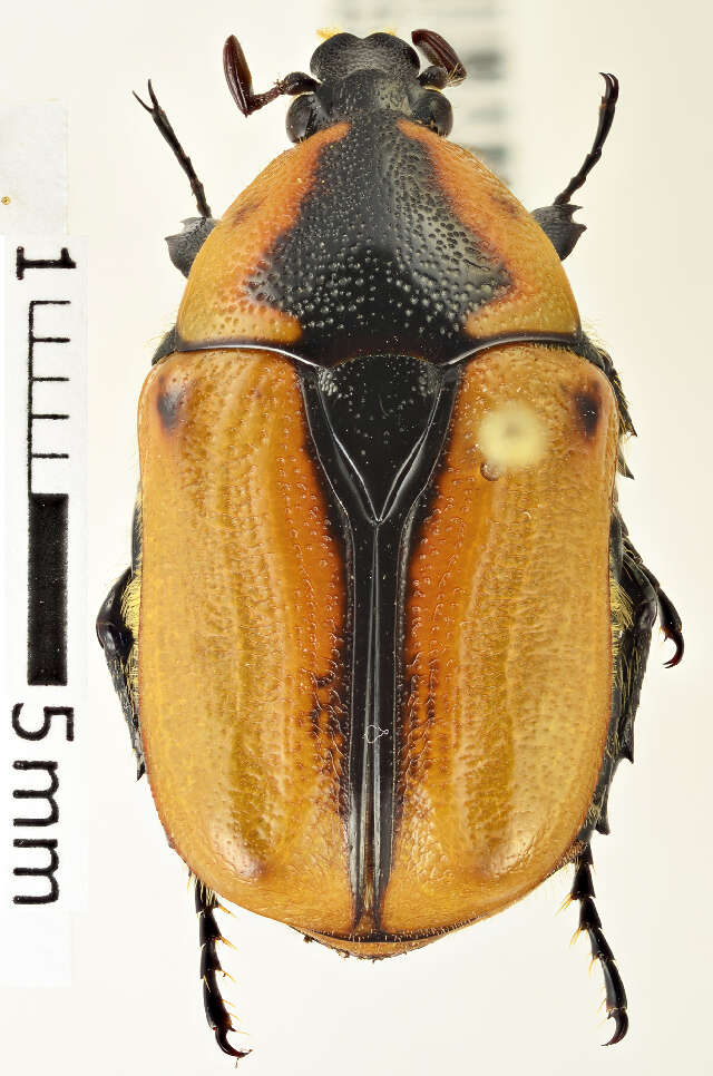 Image of Chondropyga dorsalis (Donovan 1805)