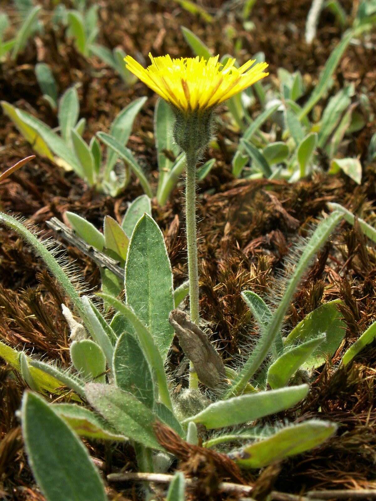 Image of Mouse-ear-hawkweed